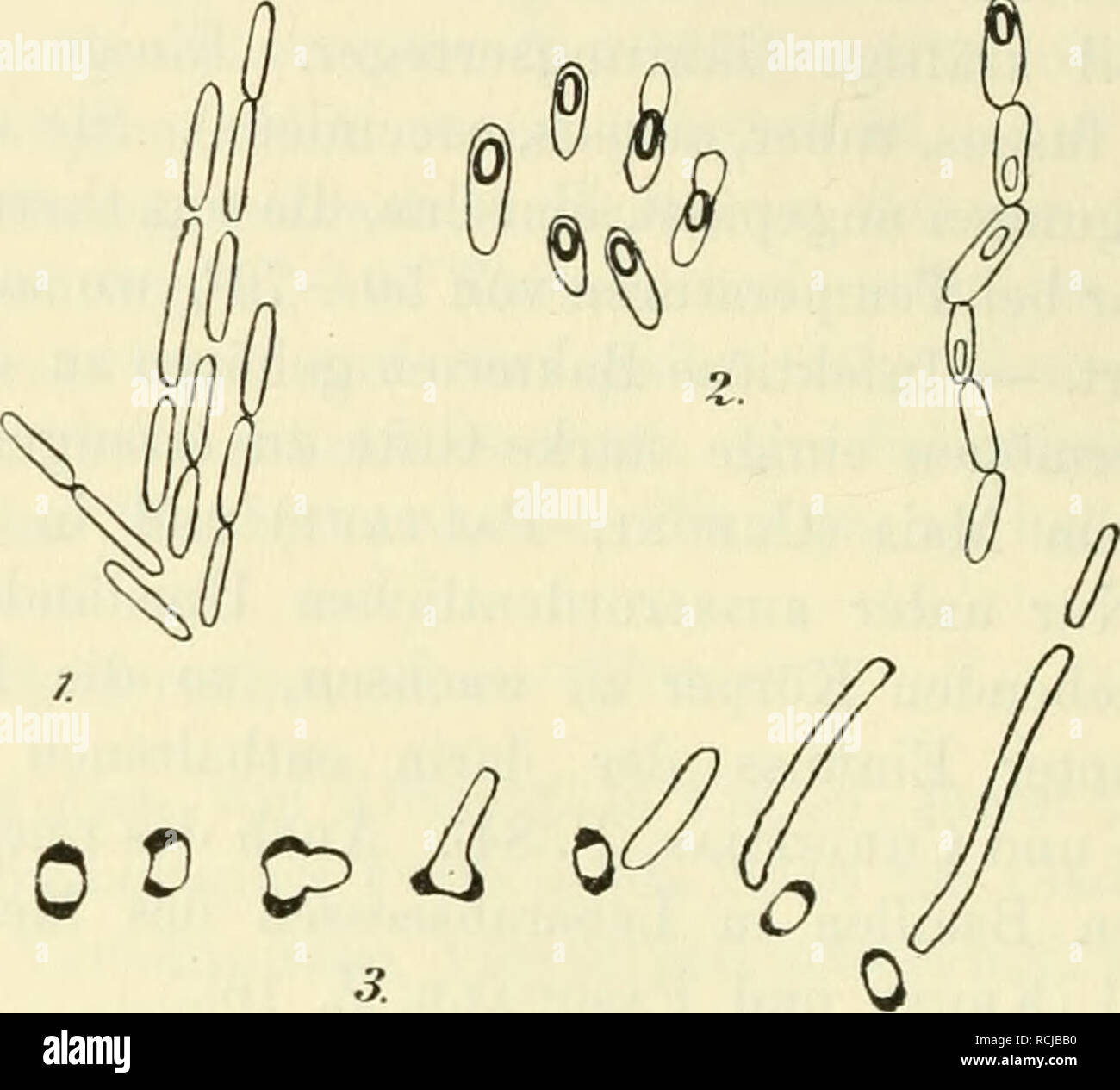 . Die Mit besonderer berücksichtigung der ätiologie