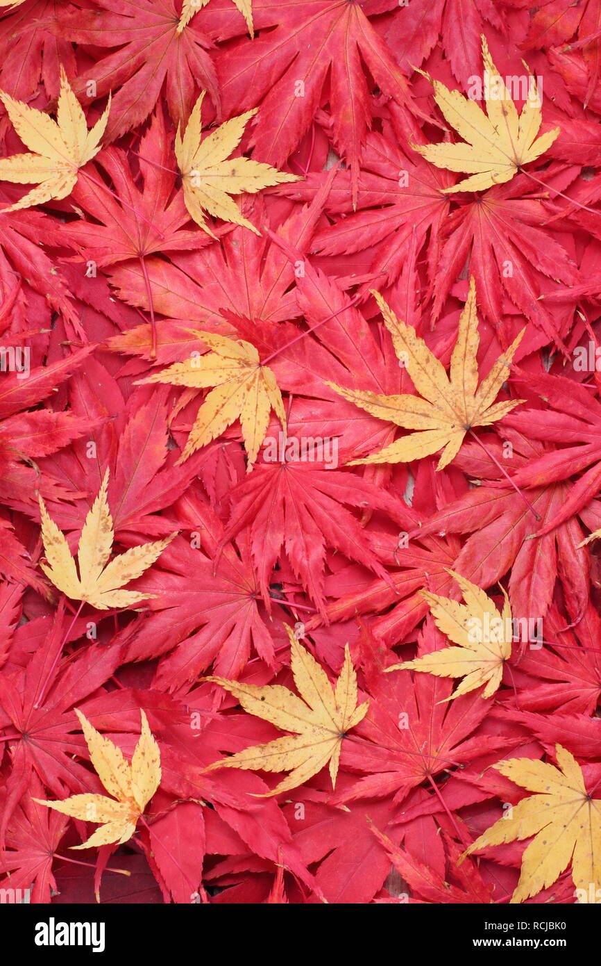 Acer palmatum. Autumn foliage of acers. Pictured: Red 'Osakazuki', 'Matsukaze', ''Trompenburg' and yellow 'Sango kaku' Stock Photo