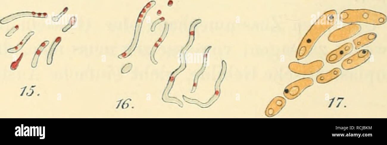 . Die mikroorganismen. Mit besonderer berücksichtigung der ätiologie der infektionskrankheiten. Bacteriology; Communicable diseases. &lt;^^. Fig. 12. Bewegungsorgane und Bau der Bakterienzelle. Vergr. c. 1000. 1—5. Geisselfärbung. 1. Monotrickes Bacterium (Messea). 2. Lopkotrieke B. 3. u. 4. Ampkitricke B. 5. Hülle mit Geissein (Babes). 5a. Ein Geisseizopf aus einer Rausckbrandkultur. 6—8. „Bakterium lineola&quot; (BÜtschli), mit Alkokol fixiert, mit Hämatoxylin gefärbt: Membran, Wabenstruktur des Zell- körpers und Centralkörper sicktbar. Die durck Hämatoxylin rot gefärbten Körncken liegen tei Stock Photo