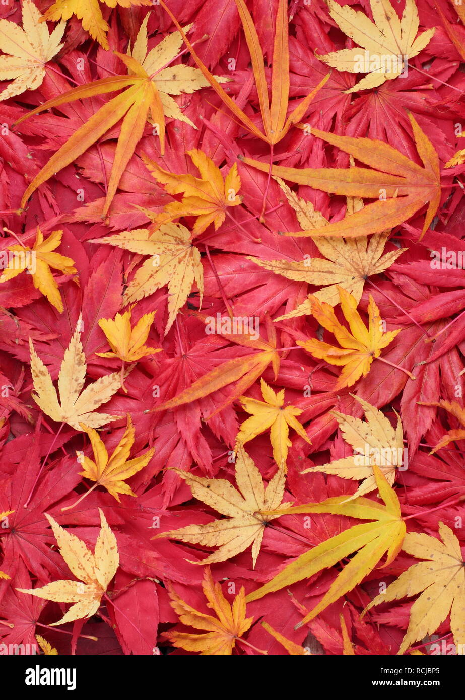 Acer palmatum leaves in autumn. Pictured: Red 'Osakazuki', 'Matsukaze', 'Trompenburg'. Yellow: 'Sango kaku', 'Villa Taranto' and 'Shishigashira' Stock Photo