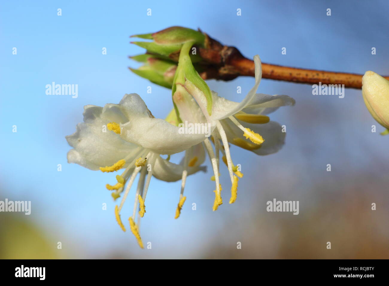 Lonicera purpusii hi-res stock photography and images - Alamy