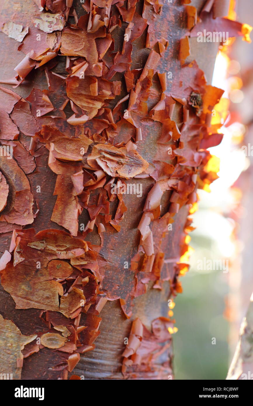 Acer griseum. Peeling bark of the Paperbark Maple tree lit by winter sun, UK Stock Photo
