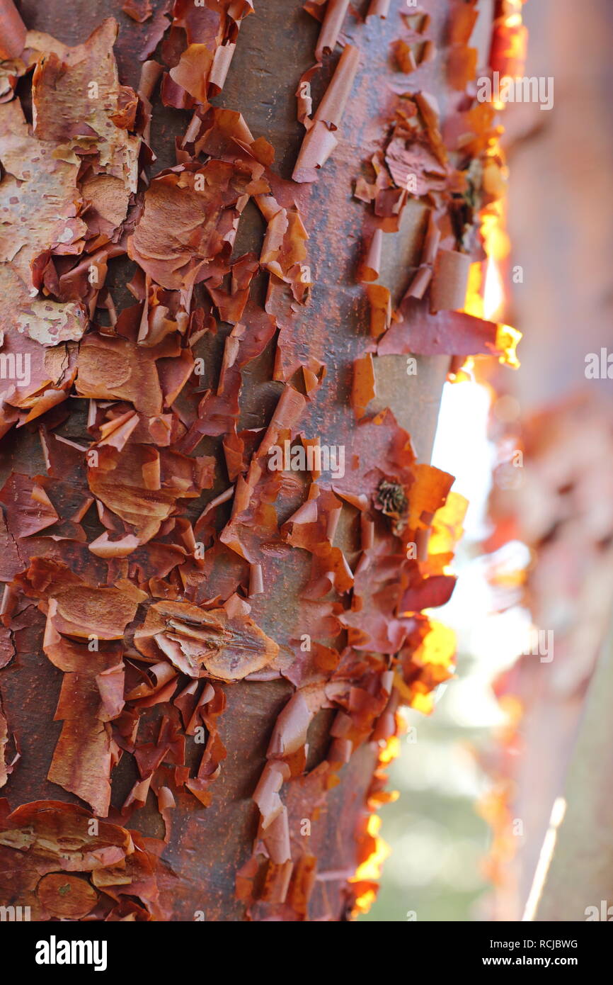 Acer griseum. Peeling bark of the Paperbark Maple tree lit by winter sun, UK Stock Photo