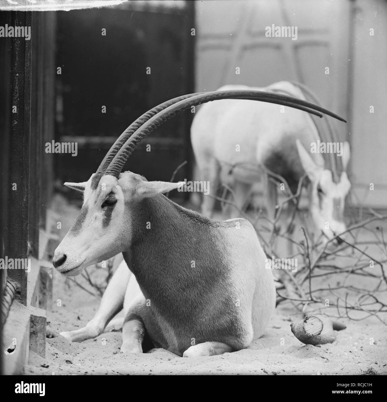 Algazel (soort antilope), nieuwe aanwinst in Artis, Bestanddeelnr 915-5590. Stock Photo