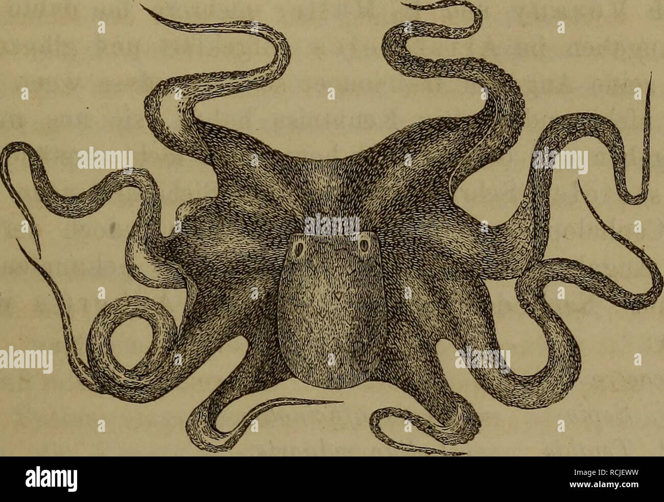 Die Klassen Und Ordnungen Der Weichthiere Malacozoa Wissenschaftlich Dargestellt In Wort Und Bild Bivalves Kopffusser Cephalopoda