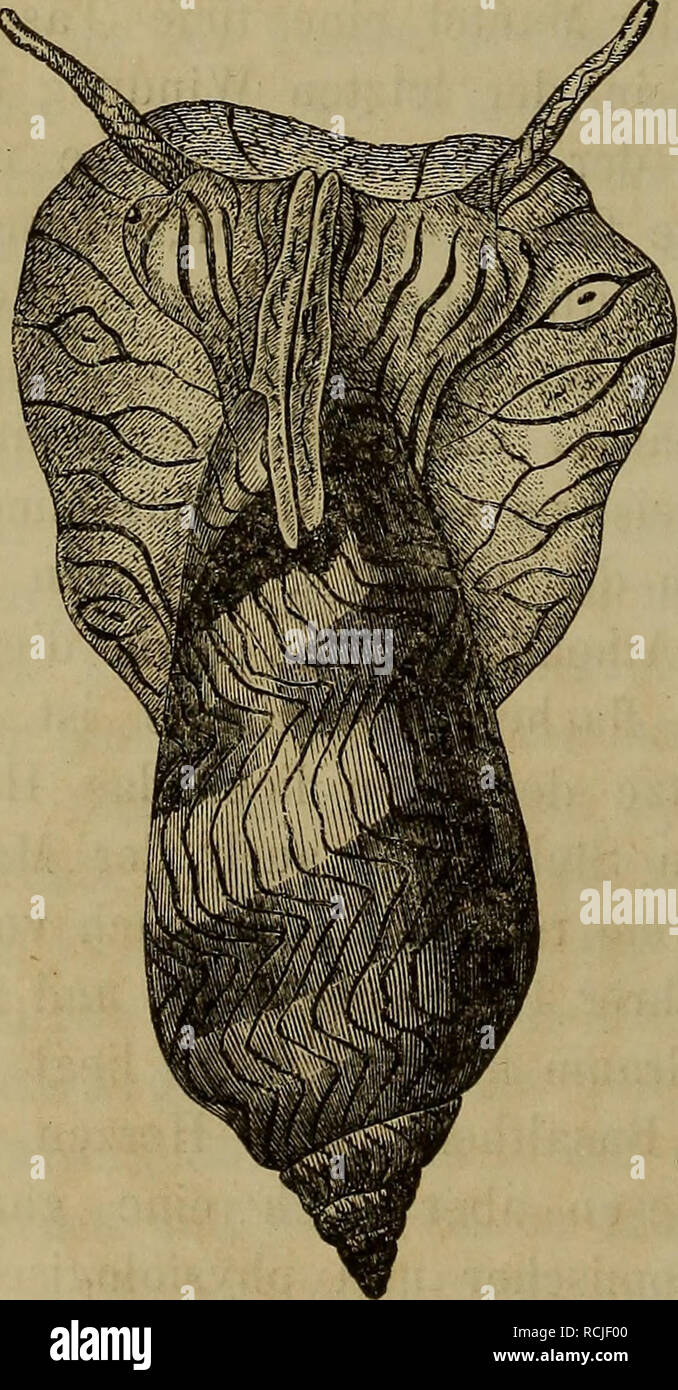 . Die Klassen und Ordnungen der Weichthiere (Malacozoa) : wissenschaftlich dargestellt in Wort und Bild. Bivalves. 980 Vorderkiemer. Mastdärme liegt bisweilen die langgestreckte Analdrüse mit der Mündung vor dem After, so dass man an der rechten Seite vorn in der Athemhöhle von aussen nach Innen die Oeffnungen des Afters und der Analdrüse, der Niere und der Geschlechtstheile neben einander liegen hat. Die Decke der Athemhöhle zwischen Darm und Kieme wird von der oft mächtigen Schleimdrüse eingenommen und zwischen ihr und dem Darme befindet sich bei vielen Prosobranchien noch eine besondere Pur Stock Photo