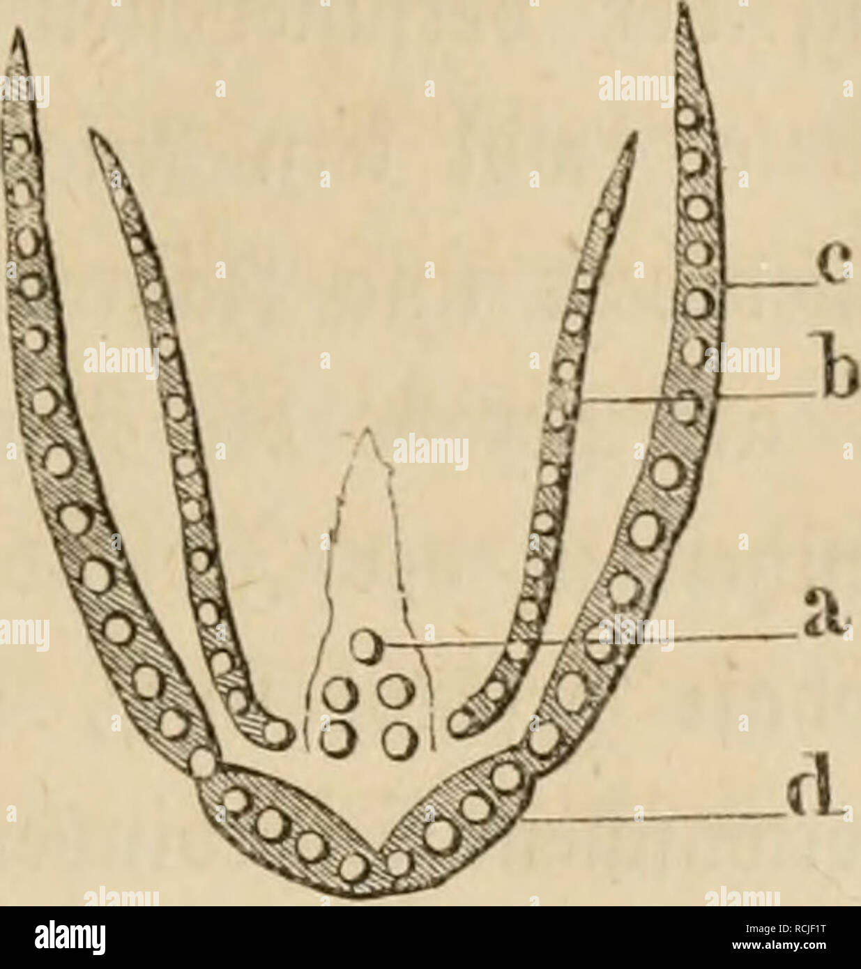 Ei Ens High Resolution Stock Photography And Images Alamy