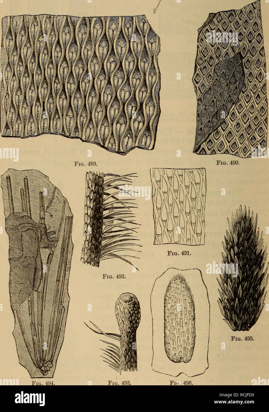 . Elements of geology : a text-book for colleges and for the general reader. Geology. 366 PALAEOZOIC SYSTEM OF KOCKS. The general appearance of the tree is that of an Araucarian conifer, or of a gigantic club-moss. The fruit, however, turns the scale of affin- ity in favor of the club-moss; for the examination of these, which are. Fig. 494. Figs. 489-496—Lepidodexdrids: 489. Lepidodendron modulatum (after Lesquereux). 490. Lepi- dodendron diplotegioides (after Lesquereux). 491. Lepidodendron politum (after Lesquereux). 492. Lepidodendron corrugatum, branch and leaves (after Dawscn). 493. Lepid Stock Photo
