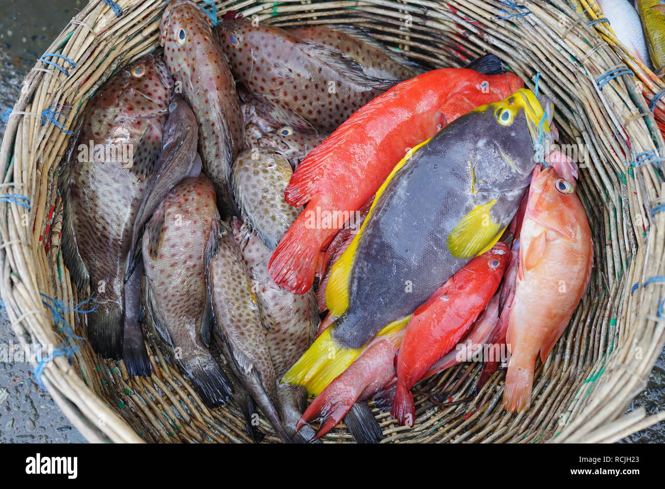 Fresh grouper fish on basket at fish market Stock Photo Alamy