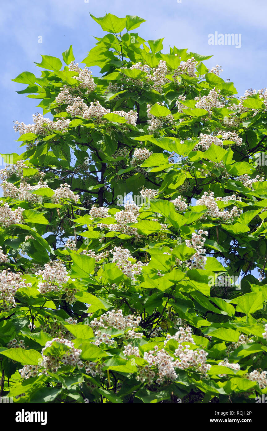 southern catalpa, cigartree, and Indian-bean-tree, Gewöhnlicher Trompetenbaum, Catalpa bignonioides, szívlevelű szivarfa, Hungary, Europe Stock Photo