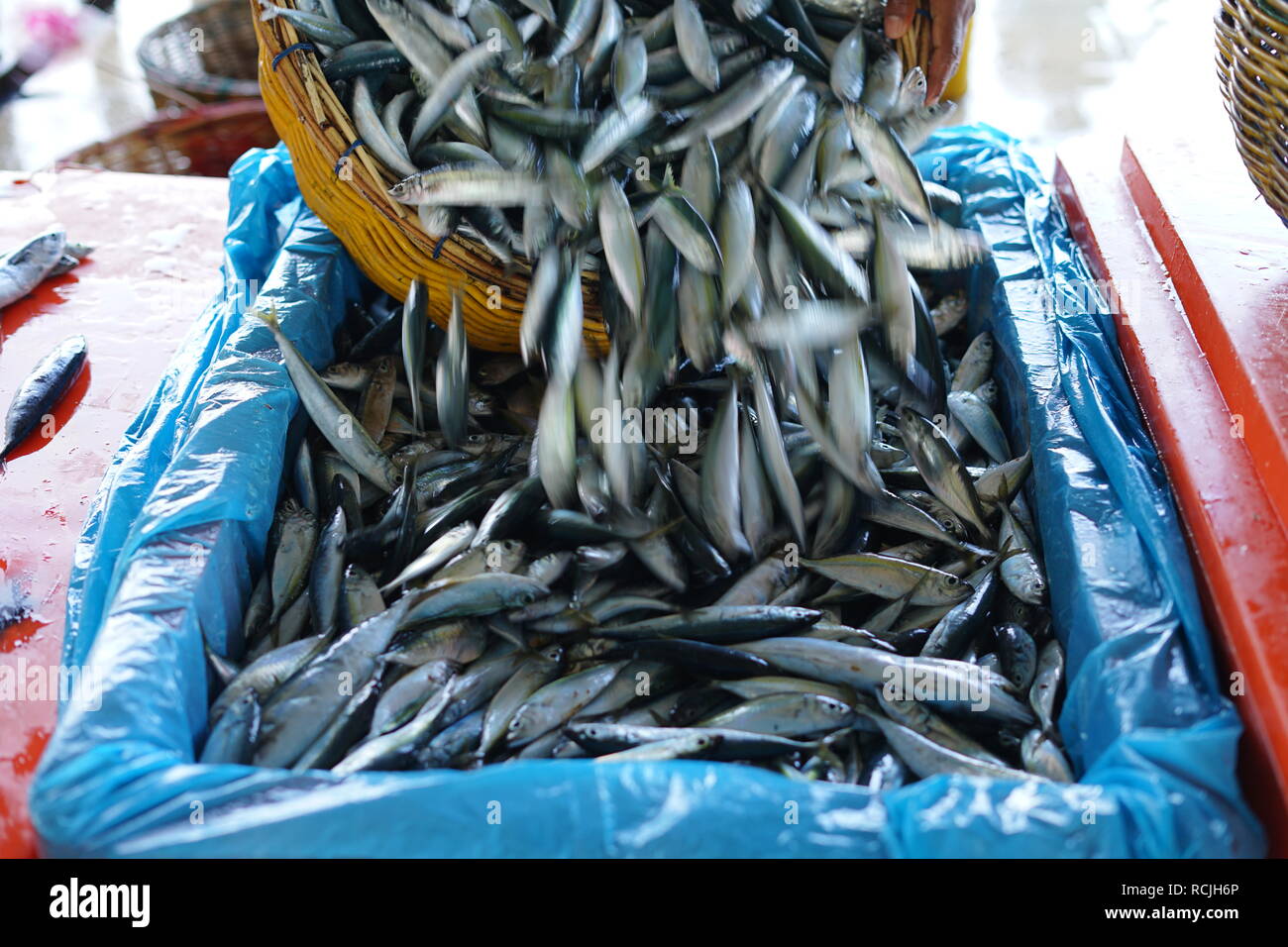 Fresh Sardines at Traditional Fish Market Stock Photo Alamy