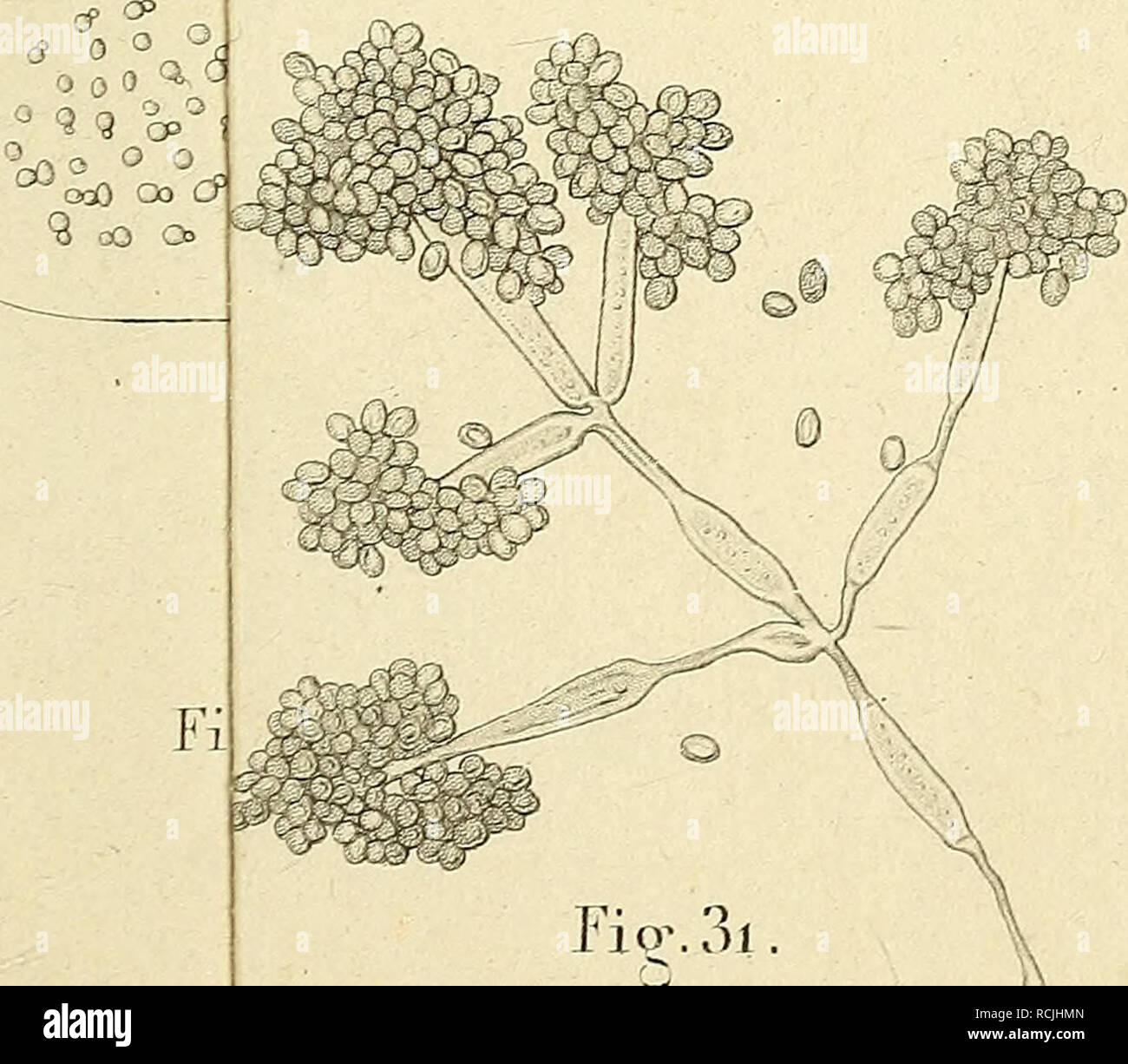 Die In Der Atmospha Re Vorhandenen Organisirten Ka Rperchen Pra Fung Der Lehre Von Der Urzeugung Abhandlung Microorganisms Spontaneous Generation Putrefaction Fermentation Diamelre Taf Ii A A Vs Wf Lt Rf C P O Ap