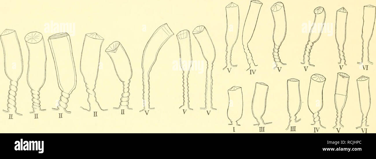 . Die Hydroiden der arktischen Meere : mit Tafel II-IV und Figuren im Text. Hydrozoa. 104 HJALMAR BROCH, Das Subgenus Calycella hat röhrenförmige, gestielte Hydrotheken, die eines Diaphragma entbehren. Die Kolonien sind kriechend. Die Gonotheken sind eiförmig-oval. Die Larven werden in einem äußeren Marsupium entwickelt, das keinen medusenähnlichen Bau zu besitzen scheint. Subgenus: CtispUlella (Hincks). Canipanulina huiuilis (Hincks). Die Art war an den Stationen 5, 6, 15, 25, 29 und 30 an anderen Hydroidkolonien sehr häufig zu finden. Subgenus: Calycella (Hincks). Cavnpanulina syringa (Lin.) Stock Photo