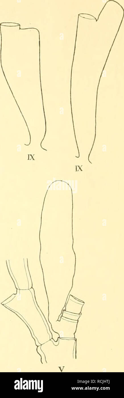 . Die Hydroiden der arktischen Meere : mit Tafel II-IV und Figuren im Text. Hydrozoa. Fig. 5. Halecium halcdnum. (LiN.). Vergr. X 36- Gonangien. I Entwickelung der weiblichen Gonotheke (Station 9). XI Entwickelung der männlichen Gonotheke (Station 9). V Völlig entwickelte männliche Gonotheke (Station 25). IV Völlig entwickelte weibliche Gonotheke aus der südöstlichen Nordsee. Halecium halecinum wurde zahlreich und in wohlentwickelten Kolonien an den Stationen 8, 9, 25, 30, 32, 37) 46, 47 und 59 gefunden; nur die forma gigantea war im Material repräsentiert. Halecium muricattim (Ellis u. Soland Stock Photo