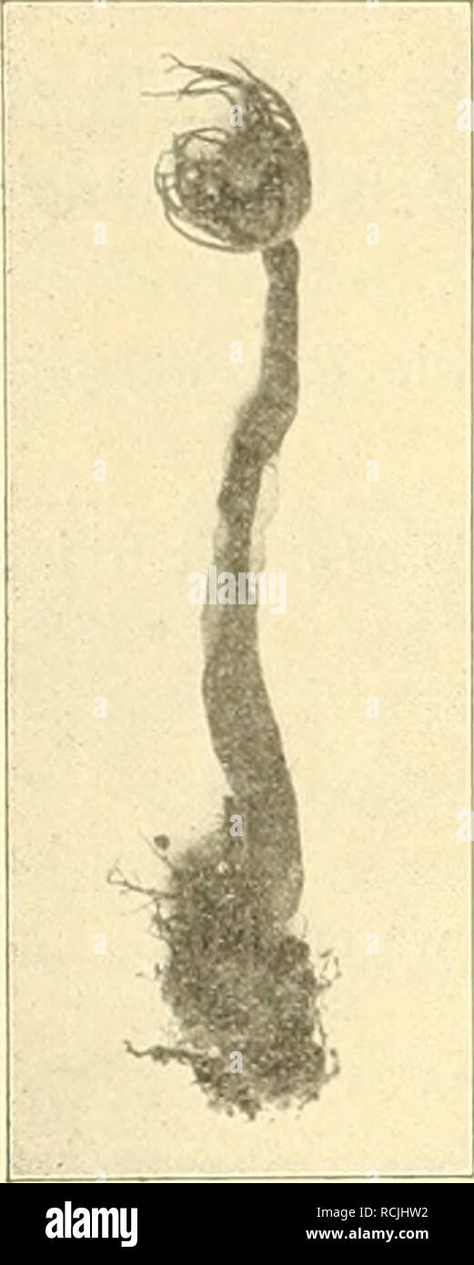 . Die Hydroiden der arktischen Meere : mit Tafel II-IV und Figuren im Text. Hydrozoa. I40 HJALMAR BROCH, Subg-enus: Monocaulus (Allman). Corymorpha glacialis M. Sars. Ein erwachsenes Individuum dieser Art wurde an der Station 49 erbeutet. Subgenus: Lampra (Bonnevie). Corymorpha purpurea (Bonnevie). Von dieser Art wurde ein ausgewachsenes Individuum an der Station 33 gefunden. Corymorpha spitzhergensis n. sp. Textfig. 2. Trophosome: Hydrocaulus aufrecht, 6 cm hoch, 25 etwa 20 mm lange proximale Tentakel, in einem Kreise dicht gestellt. Die vielen, ungefähr 2 mm langen distalen Tentakel in 4—5 d Stock Photo