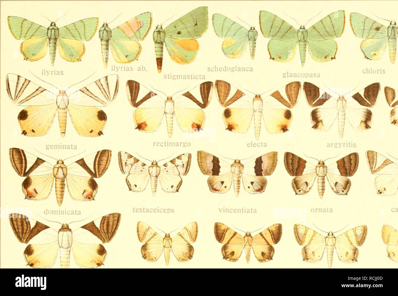 . Die Gross-Schmetterlinge der Erde : eine systematische Bearbeitung der bis jetzt bekannten Gross-Schmetterlinge. Butterflies; Lepidoptera. VII EULEPIDOTIS-PALINDIONA 85 VVNf V A Af V- ^ V^^f. glaucopasa J chloris viridissima â¦ arsyritis ^ * ornata Xf Ã fortissima julianata jiiliannta a!i nirlaiira suppiira Jf -i Candida V k,'m-j alabastaria â '^- detracta hermura micca Stella #. Please note that these images are extracted from scanned page images that may have been digitally enhanced for readability - coloration and appearance of these illustrations may not perfectly resemble the original w Stock Photo