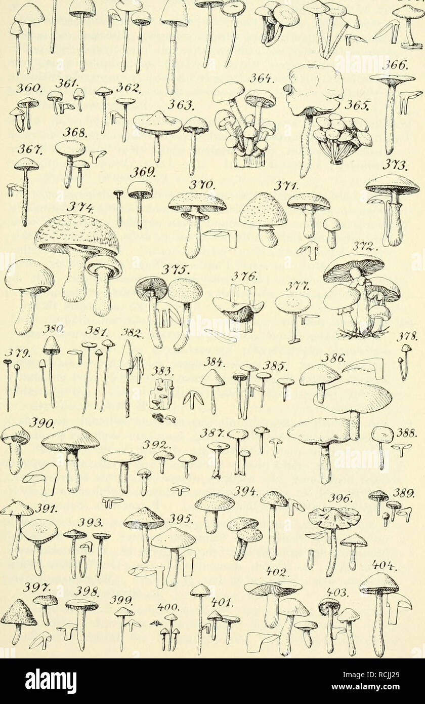 . Die hheren pilze (Basidiomycetes). Basidiomycetes; Fungi. Agarieeae. JJ2.«$ £?. 3J£. *&amp;. s^J56. 337. 358. 133 359.. Please note that these images are extracted from scanned page images that may have been digitally enhanced for readability - coloration and appearance of these illustrations may not perfectly resemble the original work.. Lindau, Gustav, 1866-1923. Berlin, J. Springer Stock Photo