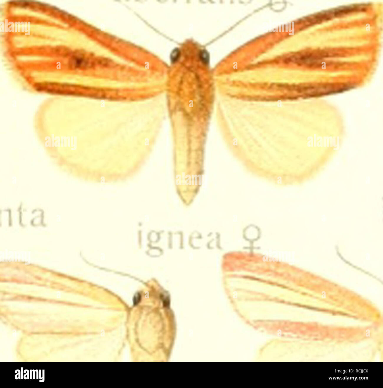 . Die Gross-Schmetterlinge der Erde : eine systematische Bearbeitung der bis jetzt bekannten Gross-Schmetterlinge. Butterflies; Lepidoptera. XI CANTHYLID m S f  9 &quot; sulphurea J '&lt;:â â -5, V | melibaphes iiiguino- , I lenl â¢ *. bimai li 1 J. Please note that these images are extracted from scanned page images that may have been digitally enhanced for readability - coloration and appearance of these illustrations may not perfectly resemble the original work.. Seitz, Adalbert, 1860-1938. Stuttgart : Alfred Kernen Stock Photo