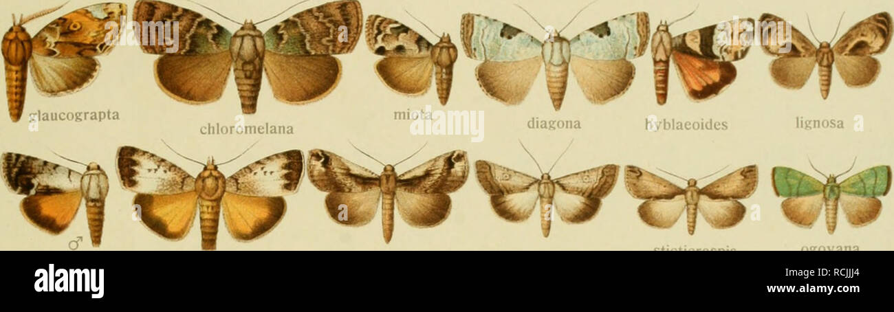 . Die Gross-Schmetterlinge der Erde : eine systematische Bearbeitung der bis jetzt bekannten Gross-Schmetterlinge. Butterflies; Lepidoptera. XV. BRYOPHILOPSIS-WESTERMANNIA. 18. ^&lt;^f &quot;^'^^^f^^' '^&quot;^^ ^'^ lunifera |r^^! ncsta hatnula tarachoides curviitra ^^^ cometes mciaiioicinja squamifera. cT quadripuncta lunata quadripuncta 9 chlorogramma sticticraspis ogovana biplaga Klaucescens ^jt^ina pyrites prasina metaleuca purpurea. Please note that these images are extracted from scanned page images that may have been digitally enhanced for readability - coloration and appearance of thes Stock Photo