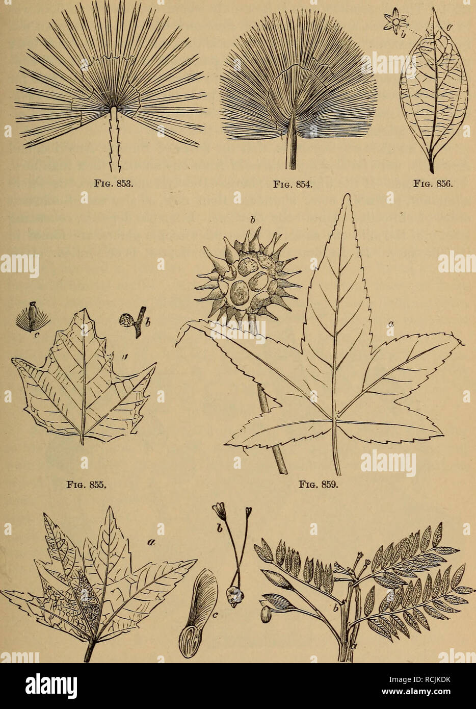 Elements of geology : a text-book for colleges and for the general reader.  Geology. TERTIARY PLANTS. 509. Fig. 857. Fig. 858. Figs. 853-859.—Plants of  European Tertiary: 853. Chamaerops Helvetica. 854. Sabal