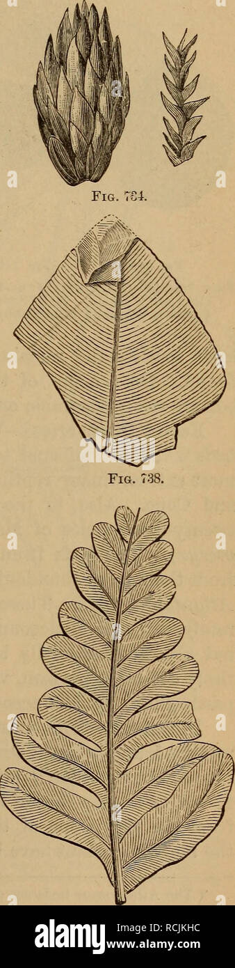 . Elements of geology : a text-book for colleges and for the general reader. Geology. Fig. 735. Fig. 736. Fig. 737. Fig. 739. Figs. 732-739.—Plants of the Jura-Trias (after Newberry): 732. Branch of Conifer (Brachyphyl- lum). 733. Branch of Conifer. 734. Conifer, Branch and Fruit. 735. Zamites occidentalis. 736. Otozamites Maconibii. 737. Podozamites crassifolia. 733. Tseniopteris elegans. 739. Alethopteris Whitneyi.. Please note that these images are extracted from scanned page images that may have been digitally enhanced for readability - coloration and appearance of these illustrations may  Stock Photo