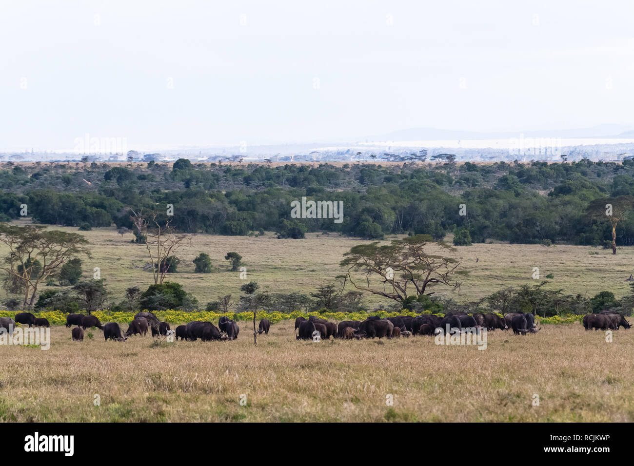 Panorama of savanna. Buffalos. Big herds of Africa. Nakuru, Kenya. Stock Photo