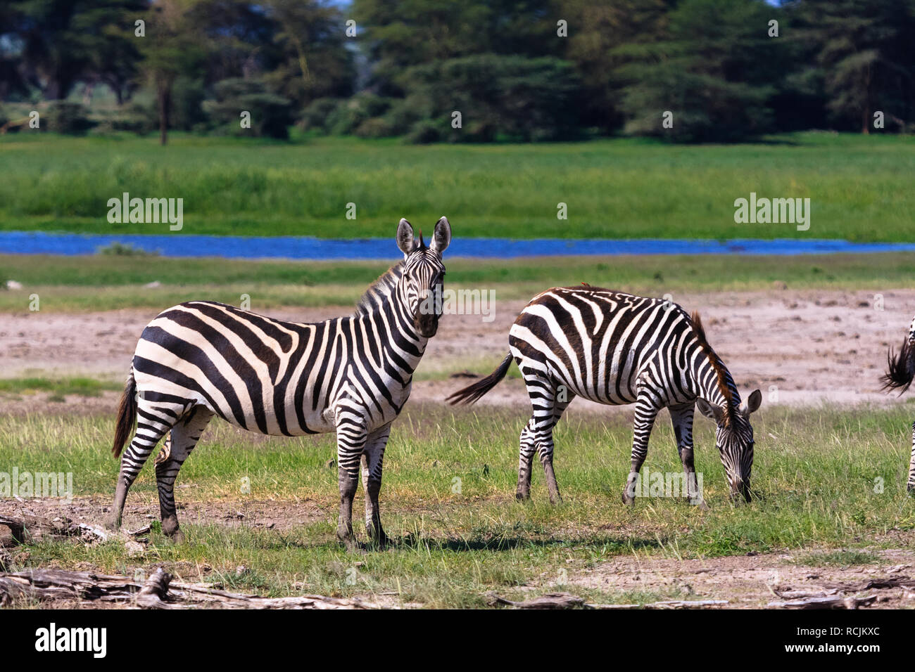 Two zebras in shore of pond. Kenya, Africa Stock Photo