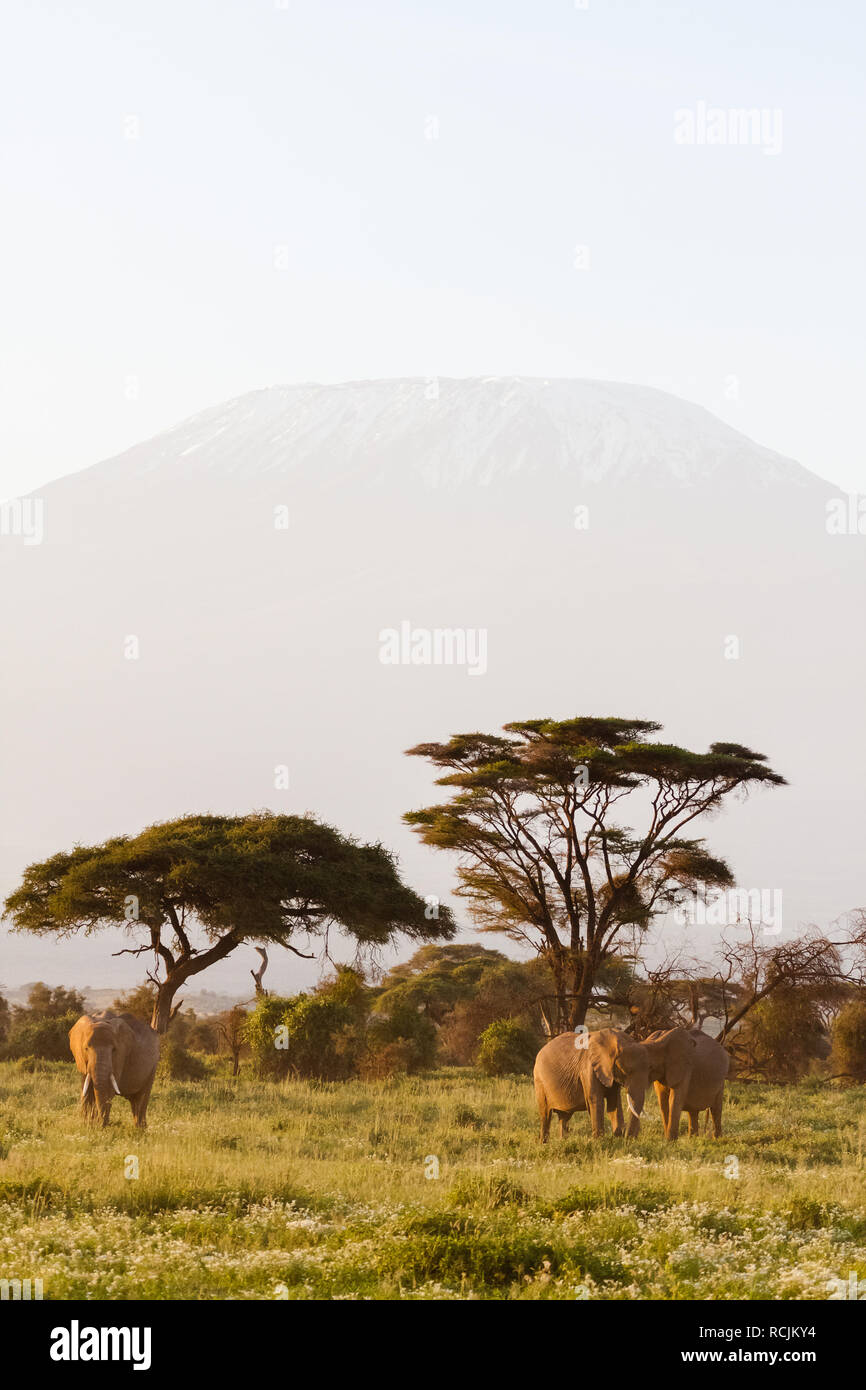 Landscape with animals. Mountain and elephant, Kenya Stock Photo