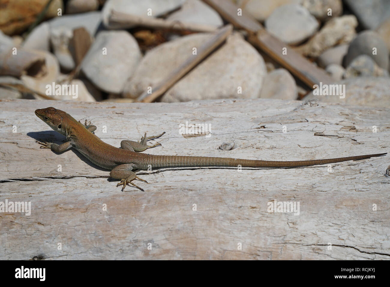 Italian Wall Lizard , Podarcis waglerianus or Podarcis siculus resting on a weathered piece of driftwood in the hot sun Stock Photo