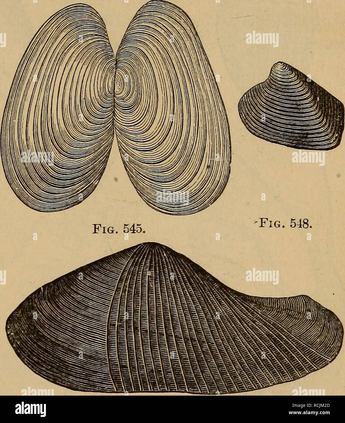 . Elements of geology : a text-book for colleges and for the general reader. Geology. Fig. 546. Fig. 547. Figs. 545-548.—Carboniferous Lamellibranchs (after Meek): 545. Solenomya anodontoides. 546. Allorisma ventricosa. 547. Allorisma pleuropistha. 548. Astartella Newberryi. uloids, belong to the Palaso-carida. That these were all derived from the Trilobite is shown by the transition forms 561 a and b, which must. Please note that these images are extracted from scanned page images that may have been digitally enhanced for readability - coloration and appearance of these illustrations may not  Stock Photo