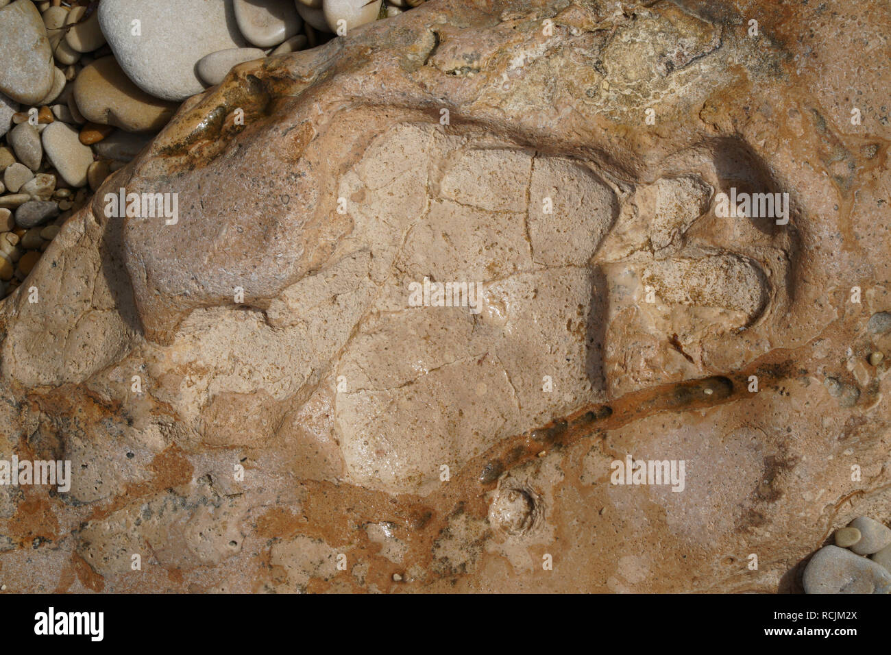 Fossilised dinosaur footprint discovered on the coast Sicily at Marina Di Ragusa Stock Photo