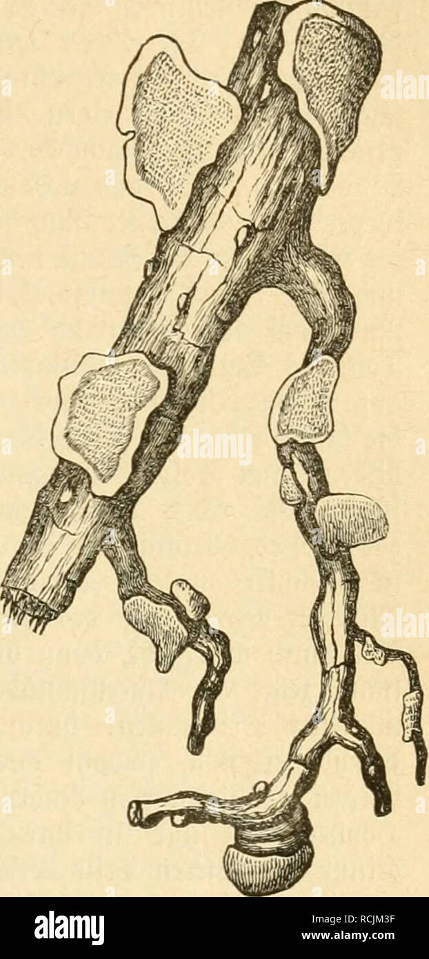 E Ba Ume High Resolution Stock Photography And Images Alamy