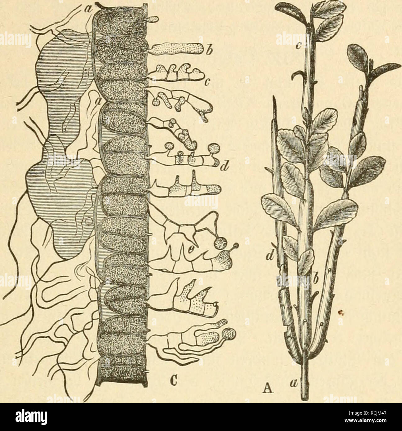 . Die krankheiten der pflanzen, ein handbuch fur land-und forstwirte, gartner, gartenfreunde und botaniker. Plant diseases. 8. tnpitel: ^oftpil^e (Uixbtiiacccn) alö Urfad)e bex 3f{oftfranf()citen 205 20. Melampsora sparsa IVinkr, auf bell Slattettl HDU Arctostaphylos Stuf Arctosta- alpina in ben fd)iDeijer SUpeii phyios. 21. Melampsora Pirolae Sc/iröf., a beit 53ltittern ber Pirola- Sluf Pirola. Slvtt'ii, ind[t im Ürebüjuftanb (Uredo Pirolae Mart.).. mo- 39. Calyptospora Göppertiana. A. eine ^flanje ÜDU Vaccimum Vitis idaea; b, c. bie bie§iäi)rioeii, unter beut (£inf(nf3 bes ^ßaraftteu bicf Stock Photo