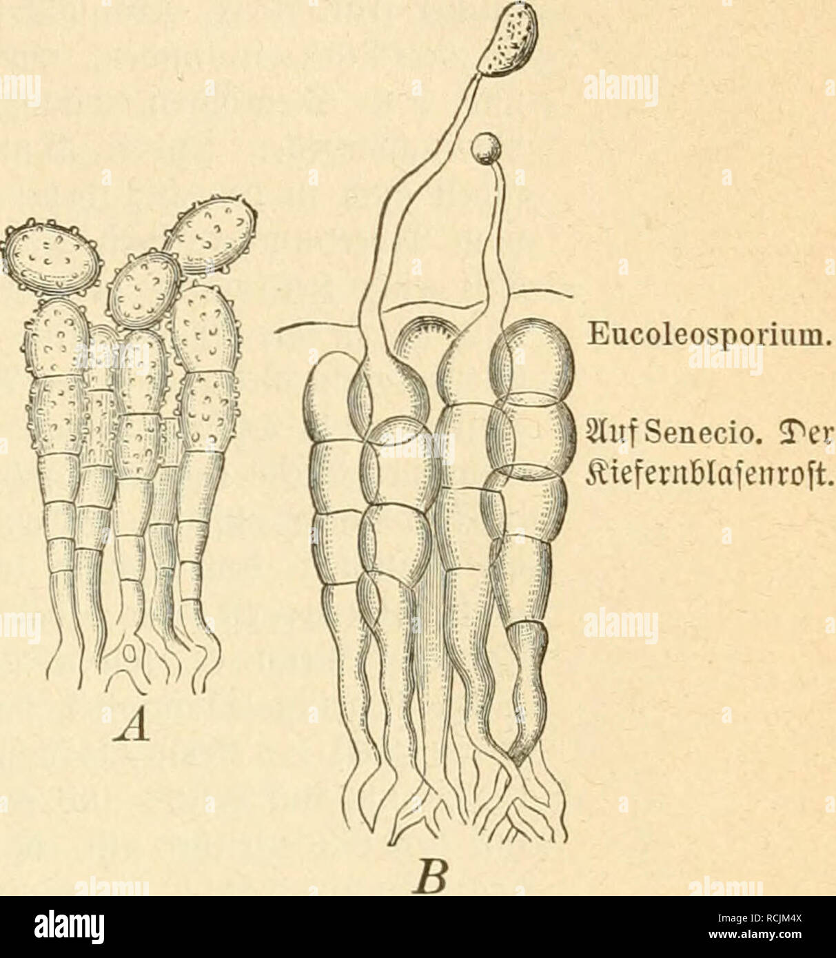 . Die krankheiten der pflanzen, ein handbuch fur land-und forstwirte, gartner, gartenfreunde und botaniker. Plant diseases. S.tapttd: afiüitpi(5c (UiOLiiiiacceii) a[§ Urfad)e ba 3Roftfranff)oitcn 193 5. Coleosporium Synantherarum Fr. (Coleosporium Sonchi siuf (jompoiiteu. Winter), auf Dielcit SoHipüfiten, befouberä I)äuftc3 auf Tussilago farfara, Petasites-Slvten, Adenostyles, Inula-2trten, Cacalia, Sonchus-Stften, Cine- raria itnb geiüiffeil 9(rteu uon Senecio, inie Senecio neniorensis, subal- pinus, cordatus, aquaticus, nebrodensis wwb saiacenicus, luäljfeilb bie auf Senecio vulgaris uub ner Stock Photo