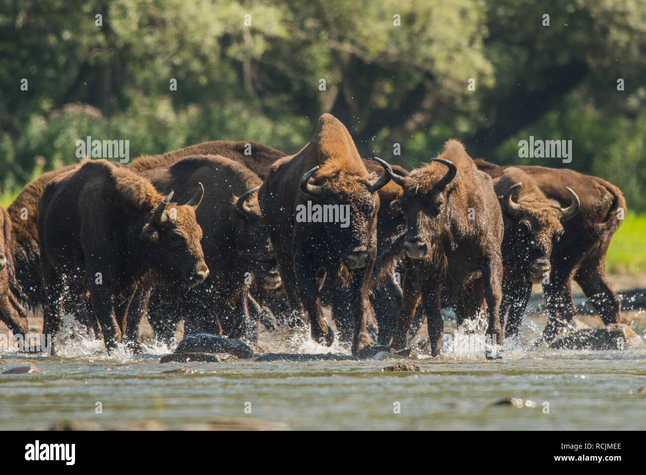 European bison / Wisent (Bison bonasus) in the water. San river. Bieszczady Mountains. Poland Stock Photo
