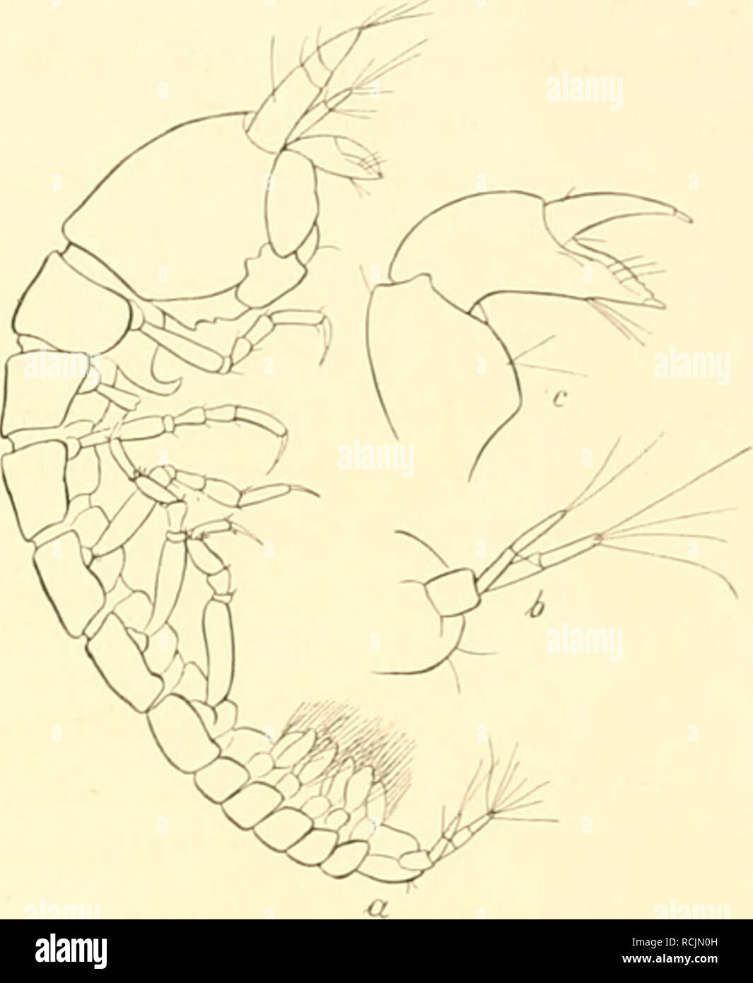 . Die Isopoden der Deutschen Sdpolar-Expedition, 1901-1903. Isopoda z Antarctic regions. Abb. 8. Typhlolanais armala n. sp. (22 X), &amp; Schere (x 114). «9 Abb. 9. Typhlotanais macrocephala Hansen. (X 48), b üropod, c Schere (x 114). a ? 12. Tj'phlotaniiis niacrocephnla Hansen. I Abb. 9 a, L, c.) In 14 verschiedenen Fängen wurde im Laufe des Jahres bei der Gauss-Station in 385 m Tiefe eine zweite Art der Gattung Typhlotanais in 25 Exemplaren von 1—2 mm Länge gefunden, welche ich für identisch mit der nordischen bei Island in einem einzigen Exemplar von der Ingolf-Expedition aus 1461 ra Tiefe  Stock Photo