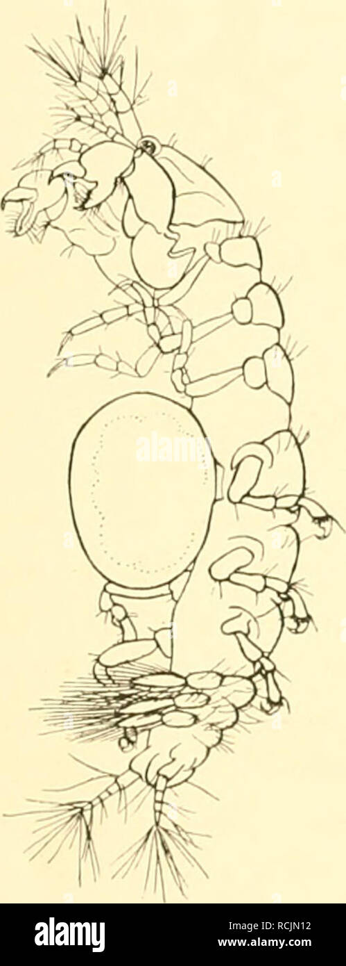 . Die Isopoden der Deutschen Sdpolar-Expedition, 1901-1903. Isopoda z Antarctic regions. Vanhöffen, Isopoden. 469 dreigliedrigem Ast (Abb. 6 e). Die Form der Schere von o und ? ergibt sich aus den Abbildungen (Abb. 6 h,(l, (j). Uropoden und Fühler sind lang beborstet; auch hier scheint das 3 ein Uropoden- glied weniger als das ? zu haben. Da 7'. gracüis und 7'. iitoralis zusammen bei Kcrguelen gefunden wurden, ist es nötig, die Merk- male, aiif welche ich Wert lege, hervorzuheben und die beiden Arten zu vergleichen. Leicht kenntlich sind die erwachsenen Tiere; T. gracüis ist kleiner, erreicht  Stock Photo