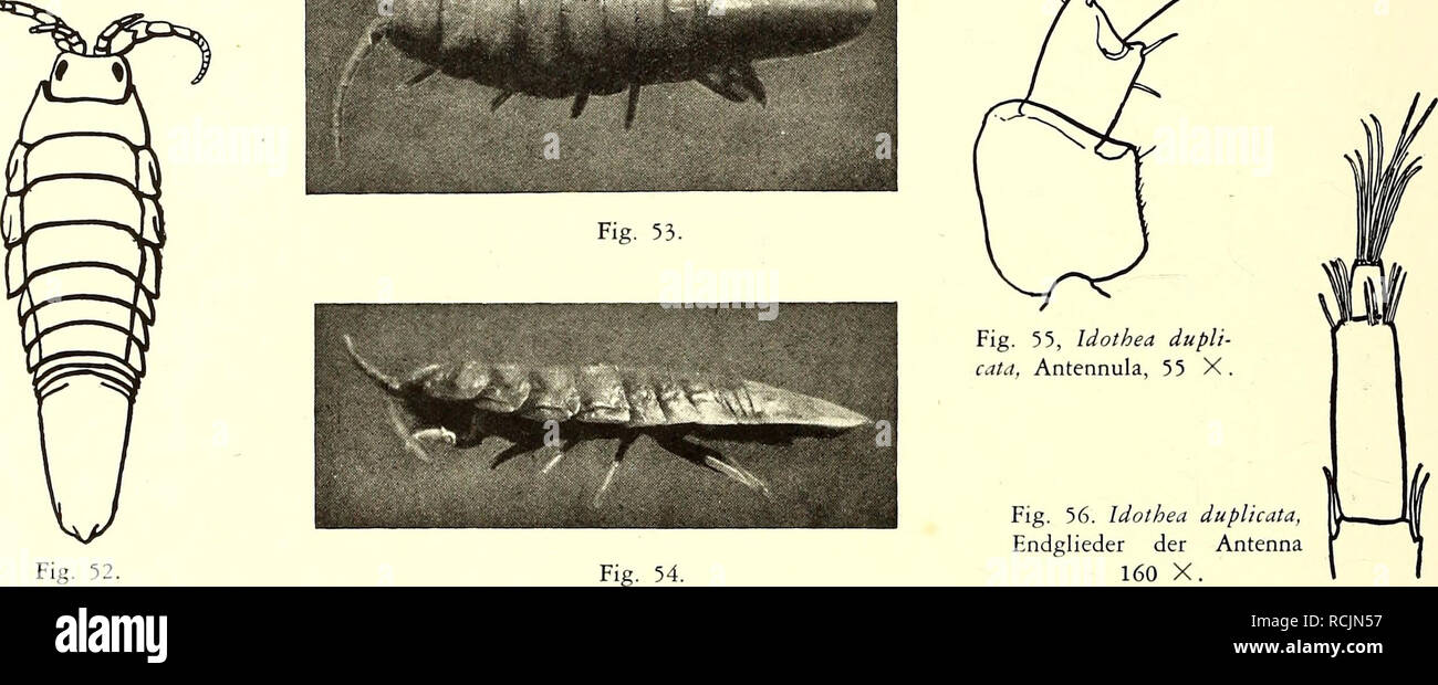 . Die Isopoden der Siboga-Expedition. Isopoda. 270 ISOPODA GENUINA 2 Idothea du plicata nov. spec. (Fig. 52—66). Stat. 169. Atjatuning. 1 Exemplar 9, Westküste Neu-Guinea's, Riffe. Die Länge beträgt 13 mm, die Breite 3 V? mm- Farbe braungelb. Die Körper form (Fig. 52— 54) ist der von baltka sehr ähnlich. Nur winzige Unterschiede bestehen. Der Körper ist etwas mehr gewölbt als bei baltka, die Antennae sind etwas kürzer; das Metasoma endet in eine kleine nicht scharfe Spitze, während Seitenspitzen kaum angegeben sind (cf. die Varietät basteri Audouin von baltica nach Miers (108, S. 28)). Man mus Stock Photo