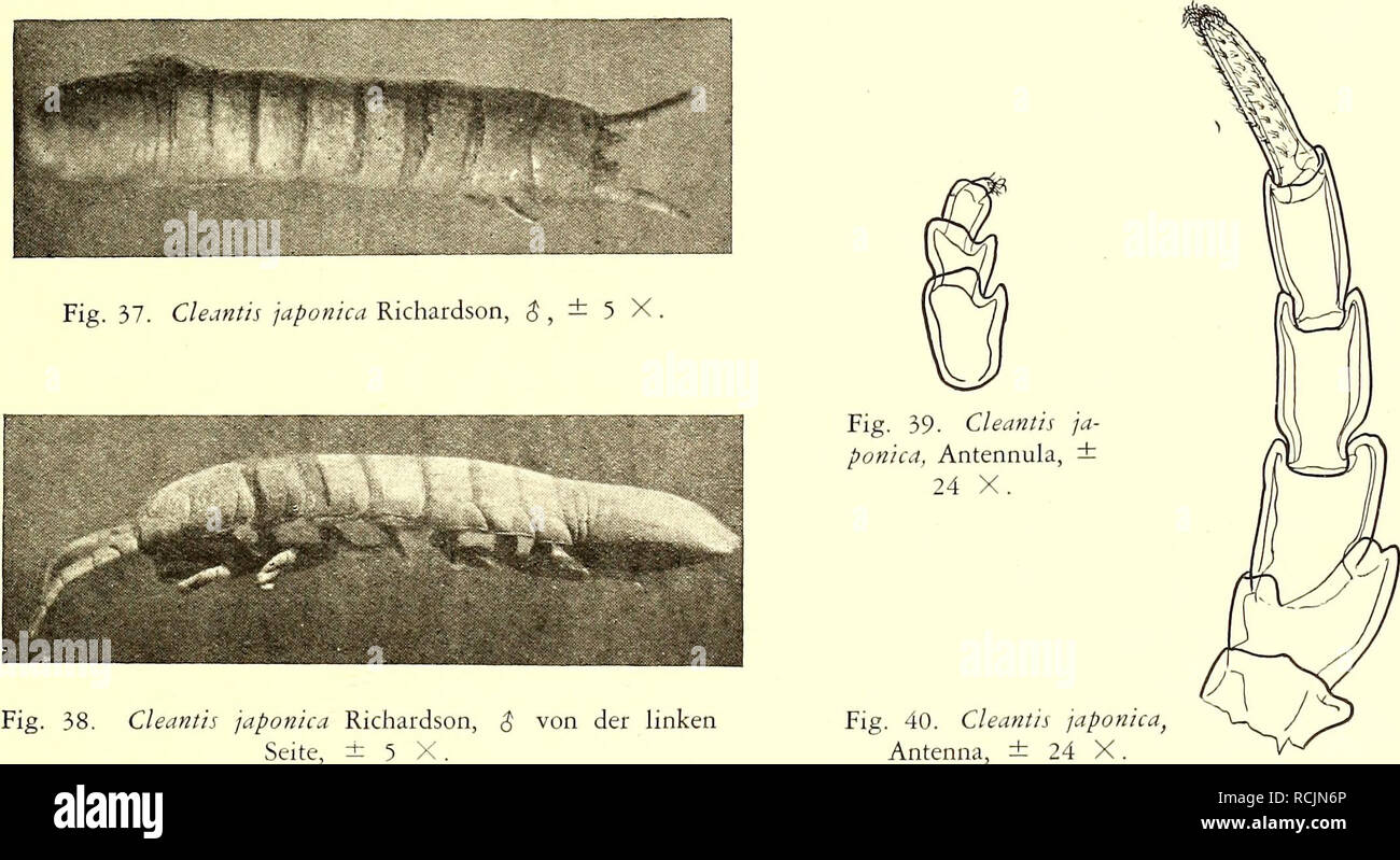 . Die Isopoden der Siboga-Expedition. Isopoda. VALVIFERA 263 die Maxillulae und Maxillipeda gute Merkmale für die Unterschiede zwischen den Gattungen und Arten der Valviferen liefern sollen (56, S. 68); ob dies aber auch nicht für die Maxillae und Mandi- bulae der Fall gilt, weiss ich nicht. Cleantis japonica Richardson (fig. 37—46) Stat. 140, Bai von Batjan, in Plankton, 1 Exemplar, 8. Miss Richardson hat diese Art ausführlich beschrieben, und zwar ein Weibchen aus Japan (164, S. 28). Die Unterschiede zwischen unsrem Männchen und diesem Weibchen sind unbe- deutend. Länge 12 mm. Breite 2l/2 mm Stock Photo