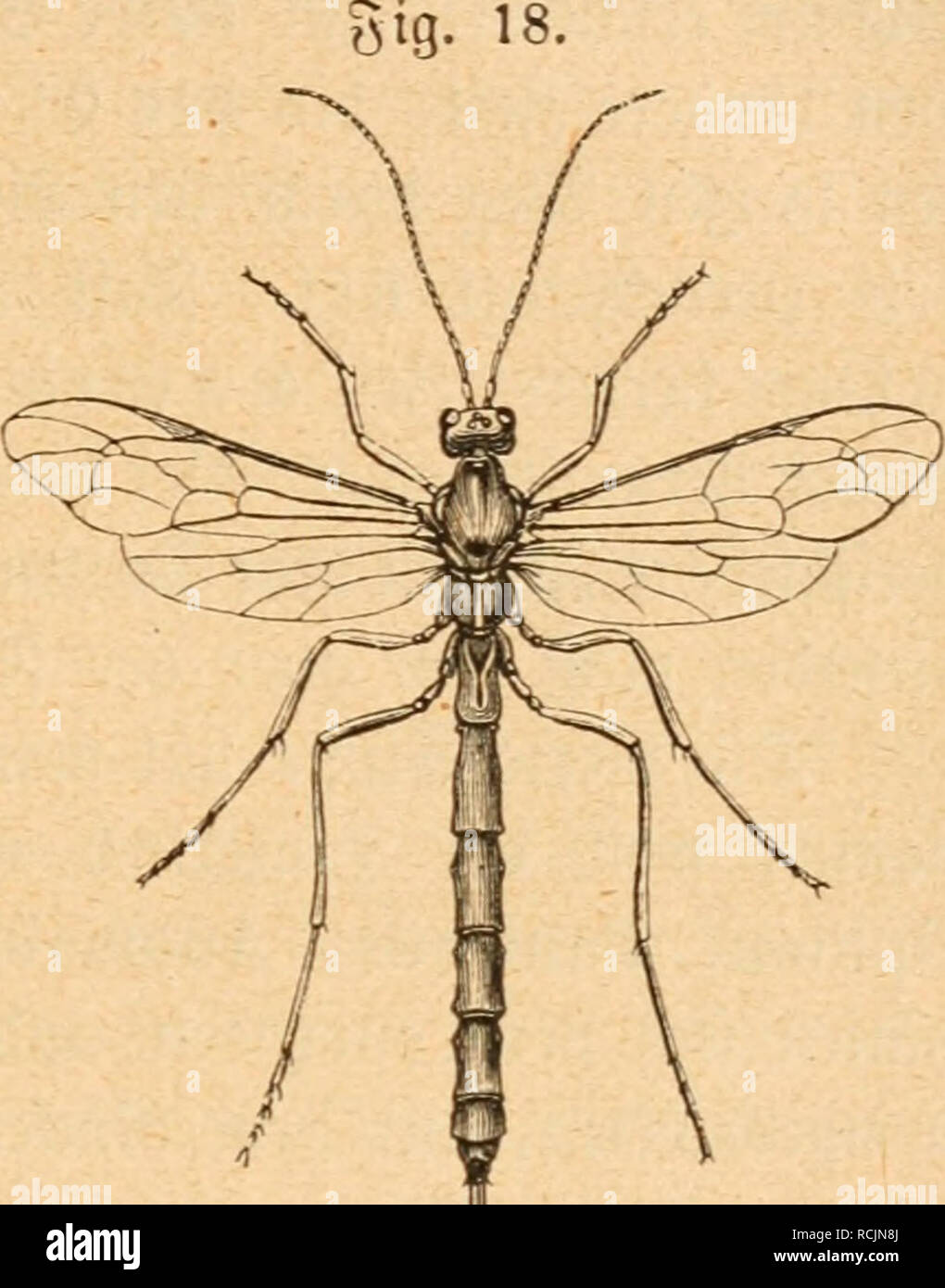 Altes Insect Ephi hi-res stock photography and images - Alamy