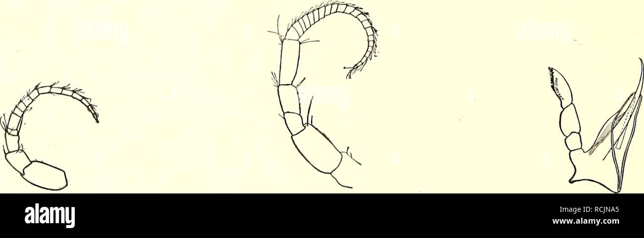 . Die Isopoden der Siboga-Expedition. Isopoda. 244 ISOPODA GENUINA Die Antennula zeigt 3 pedunculäre Glieder und ein Flagellum mit 14 Gliedern, von welchen das zweite sehr lang is (Fig. 3). Antenna: Flagellum mit 22 Gliedern (Fig. 4). Labrum gross, dreieckig (Fig. 5). Mundteile. Über den Bau der Mundteile sind die Angaben sehr spärlich. Wir haben nur die schönen Untersuchungen Schiödte's über Anthura und Norman und Stebbing's (138, S. 120) über Anthura, Cyathura, Amiodura, Hyssura, Paranthura und Calathura, aber von diesen Gat-. Fig. 3. Katanthura Fig. 4. Kathantura Fig. 5. Katanthura barnardi Stock Photo