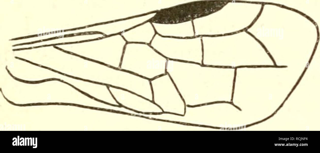 . Die insekten Mitteleuropas insbesondere Deutschlands. Insects -- Germany; Hymenoptera. 1. Familie. Tenthredinidae. 189 Arten. In Mitteleuropa ist etwas häufiger nur M. spissicornis Kl., dessen jedoch noch nicht beschriebene Larve Gespinste an Laserpitium latifolium verfertigt. Zwei andere Arten, M. plagiocephalus F. und cephalotes F., sind mehr süd- europäisch und kommen in Deutschland nur höchst selten zur Beobachtung. 1. Megalodontes Latr. {Tarpa F.) Antennenglieder vom vierten ab an Länge abnehmend, nicht kammartig gezähnt, mindestens 20gliedrig, beim V Glied 4—9, beim o^ 3 —12 am Ende sc Stock Photo