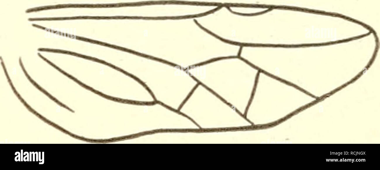 . Die insekten Mitteleuropas insbesondere Deutschlands. Insects -- Germany; Hymenoptera. 1. Familie. Tenthredinidae. 157 nämlich Ps. filicis Kl., schwarz, beim $ die Hinterleibsmitte bräunlich, Vorder- beine g-rossenteils gelblich, beim cf der Bauch an der Basis rötlich, die Beine grösstenteils rötlich. 7. Pseudotaxonus A. Costa. Lanzettförmig-e Zelle mit schrägem Quernerv. 8. 8. Vorderflügel mit 3 Cubitalzellen, indem der 1. Cubitalquernerv vollständig fehlt. Hinterflügel nur bei Harpiphorus mit geschlossener Mittelzelle. 9. Vorderflügel mit 4 Cubitalzellen, oder wenn der 1. Cubitalquernerv f Stock Photo