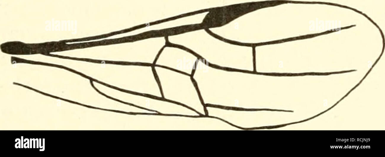 . Die insekten Mitteleuropas insbesondere Deutschlands. Insects