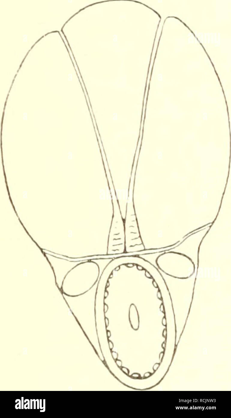 . Die insekten Mitteleuropas insbesondere Deutschlands. Insects