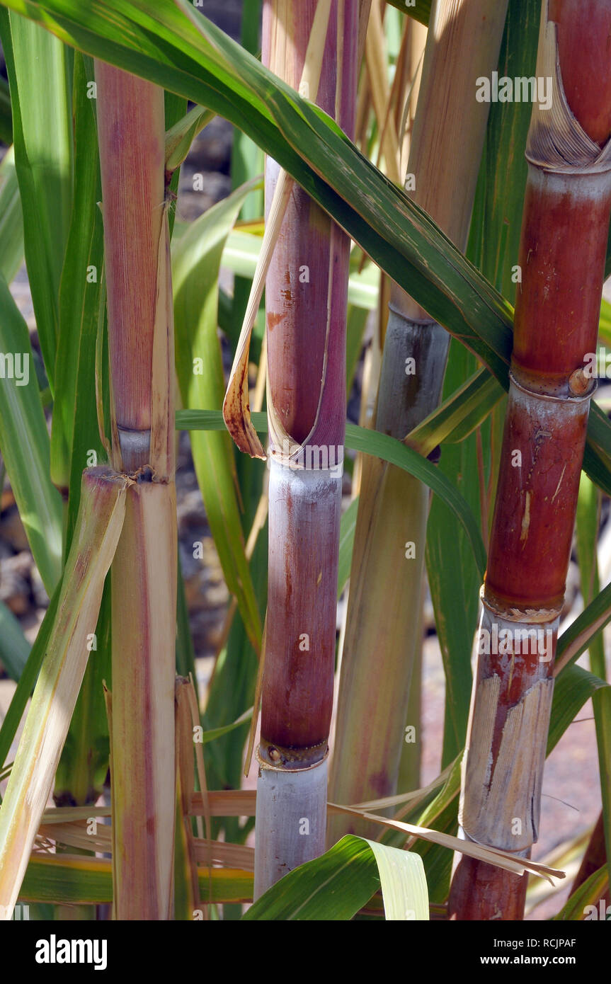 sugar cane, Zuckerrohr, cukornád, Saccharum officinarum Stock Photo