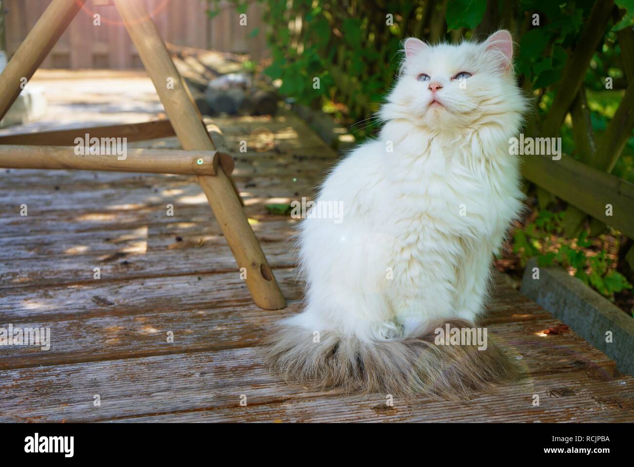 thoughtful cat looks in the direction of the sun Stock Photo