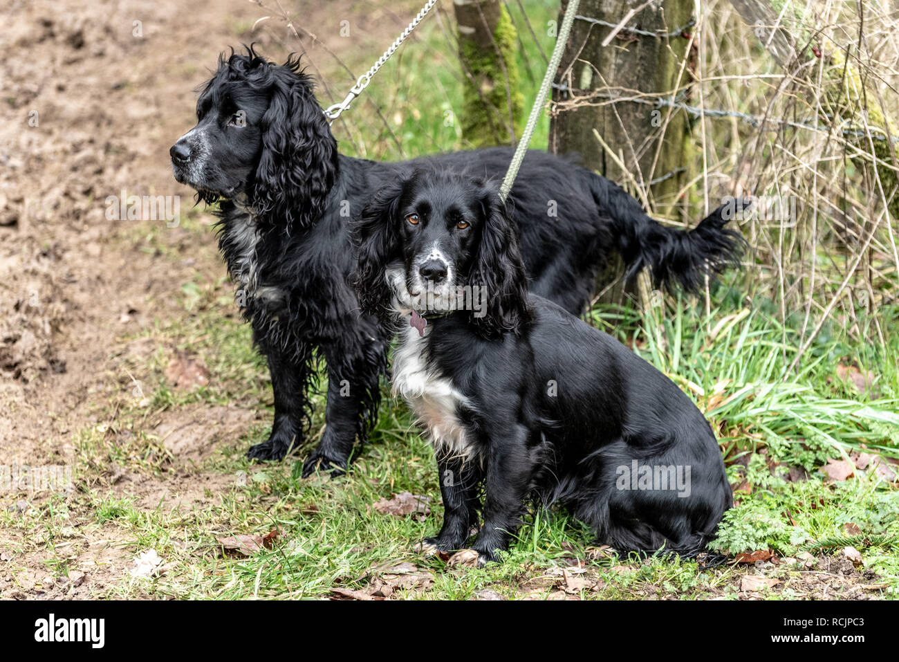 Two black cocker spaniels with white chests tied to a post, Upper Wield, Hampshire, UK Stock Photo
