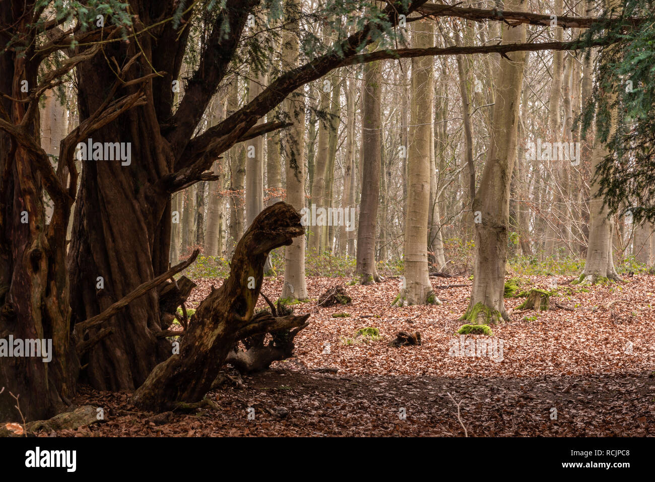 Monster-like tree, Blackwood Forest, Hampshire, UK Stock Photo
