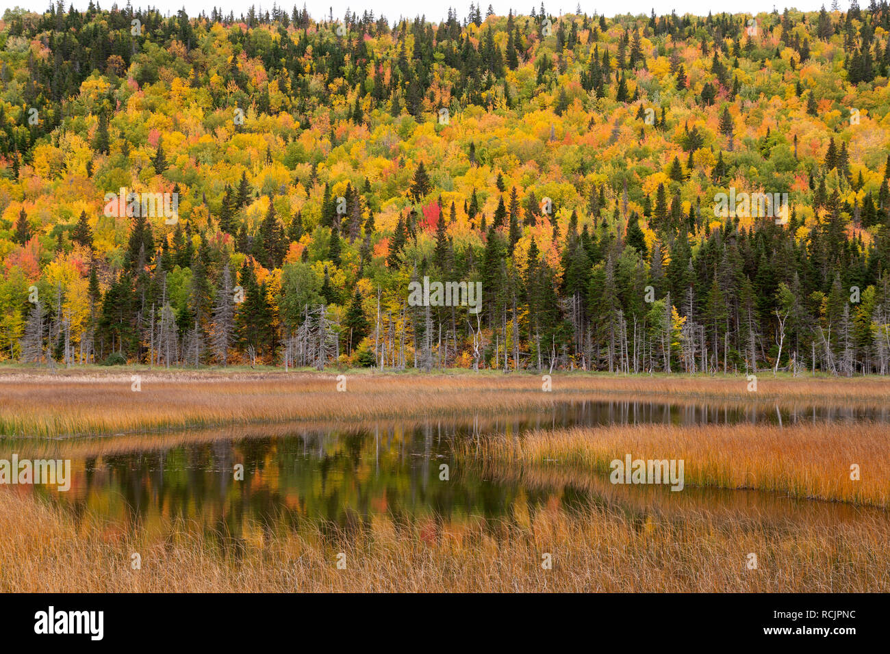 Gaspe peninsula autumn hi-res stock photography and images - Alamy